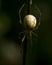 Common Candy-striped Spider Enoplognatha ovata