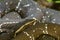 Common cantil (Agkistrodon bilineatus)