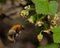 The common carder bee Bombus pascuorum