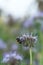 Common carder bee, Bombus pascuorum on blue tansy, Phacelia tanacetifolia