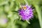 Common Carder Bee close up on beautiful Centaurea Scabiosa Knapweed flower in the UK