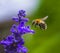 Common carder bee flying to a purple sage flower