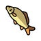 common carp color icon vector illustration