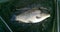 Common Carp / Cyprinus carpio fish, alive on a fisherman`s landing net