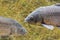 Common carp of Guadiana River, Spain