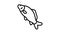 common carp line icon animation