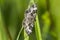 Common carpet (Epirrhoe alternata)