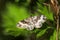 Common carpet moth, butterfly on green leaf