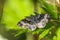 Common carpet moth, butterfly on green leaf