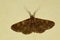 Common carpet moth, Pune