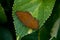 Common castor butterfly on green leaf during indian monsoon