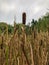 Common cattail