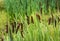 Common Cattails at the edge of wetlands