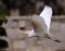 Common cattle egret