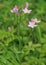 Common Centaury