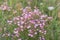Common centaury, Centaurium erythraea, pink flowers in wild meadow