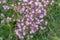 Common centaury, Centaurium erythraea, top view pink flowers in wild meadow