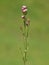 Common Centaury, pink grassland flower, Centaurium erythraea
