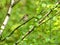 Common chaffinch on a birch branch