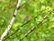 Common chaffinch on a birch branch