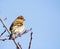 Common chaffinch bird sitting on a tree