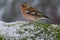 Common chaffinch bird on snowy moss