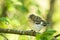 Common Chaffinch chick, Fringilla coelebs, on a branch in European boreal forest.