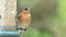 Common chaffinch feeding from a bird table