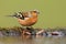 Common Chaffinch feeding by water in autumn