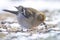 Common Chaffinch, Fringilla coelebs, bird foraging in snow, beautiful cold Winter setting