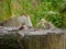 Common chaffinch, Fringilla coelebs, feeding in pine forest clearing, Fife, Scotland