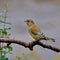 The common chaffinch, Fringilla coelebs female