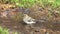 Common chaffinch /Fringilla coelebs/ female splashing in a stream in early spring