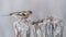 Common Chaffinch Fringilla coelebs on a forest bird feeder