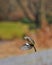 The common chaffinch, Fringilla coelebs male