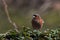 The common chaffinch, Fringilla coelebs male