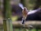 Common Chaffinch Fringilla coelebs - male flight