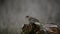 Common chaffinch Fringilla coelebs. In the wild. The bird eats seeds