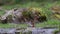 Common chaffinch, Fringillidae, bathing in a small river seen from eye level to bird during spring in scotland.