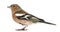 Common Chaffinch, isolated - Fringilla coelebs