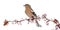 Common Chaffinch perched on branch