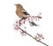 Common Chaffinch perched on Japanese cherry branch, tweetin