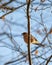 Common chaffinch sitting on a tree branch in spring sunlight