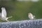Common chaffinches Fringilla coelebs gengleri.