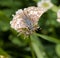 Common Checkered Skipper butterfly feeding on a white clover