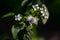 Common Checkered Skipper butterfly feeding on white flowers