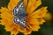 Common Checkered Skipper on Coreopsis