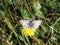 Common Checkered-Skipper on a dandelion