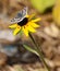 Common Checkered Skipper perched atop Black-eyed Susan flower