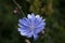 Common chickory